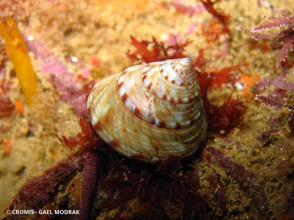 Calliostome jujube