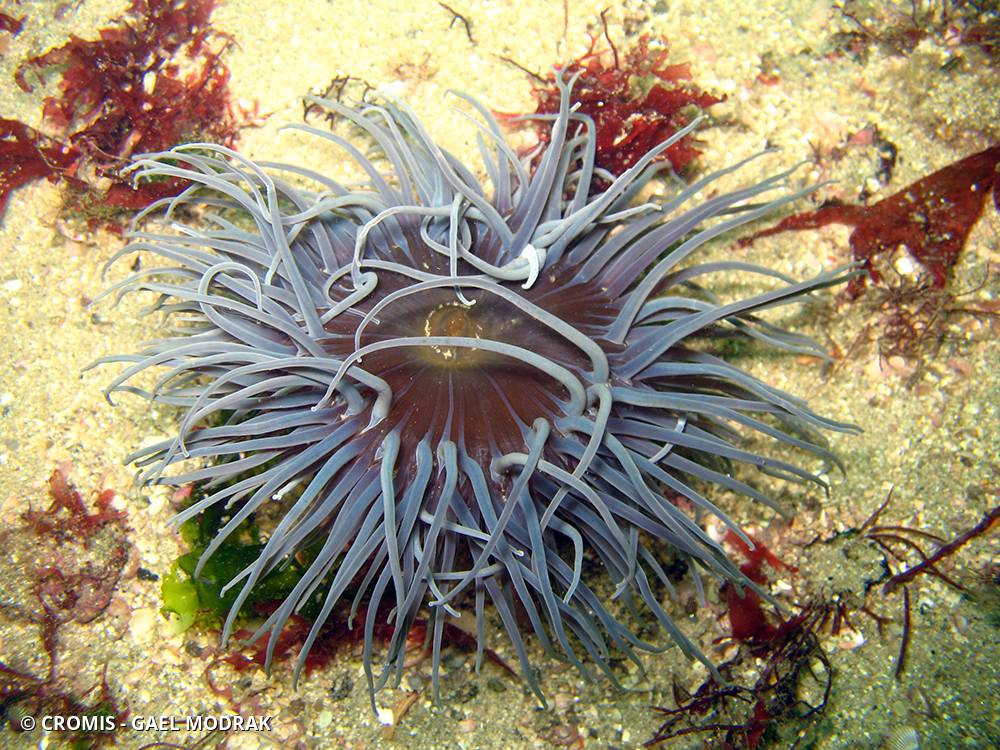 Anémone de mer verte