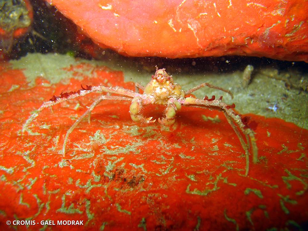 Macropode commun
