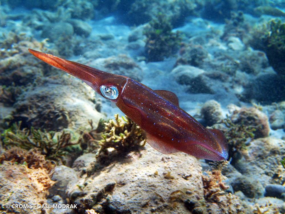 Calmar de récif des Caraïbes