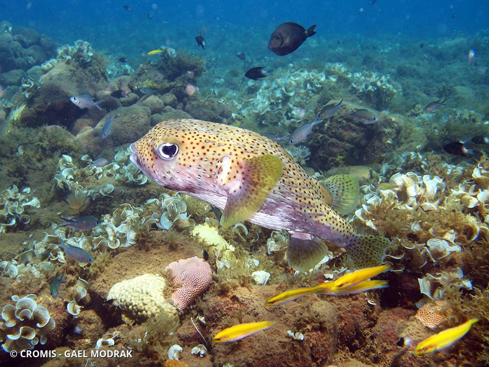 Poisson-grand porc-épic