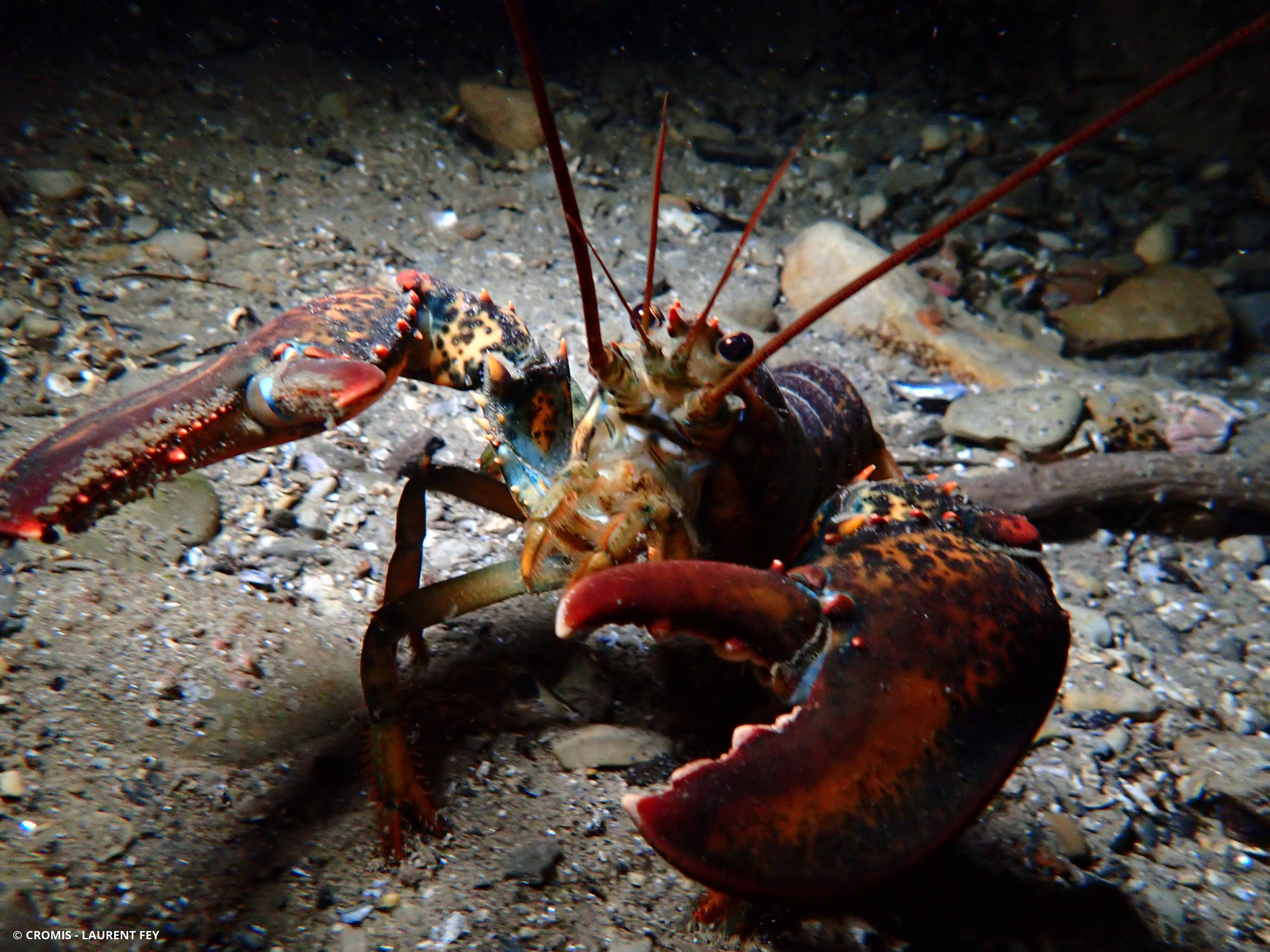 Homard américain