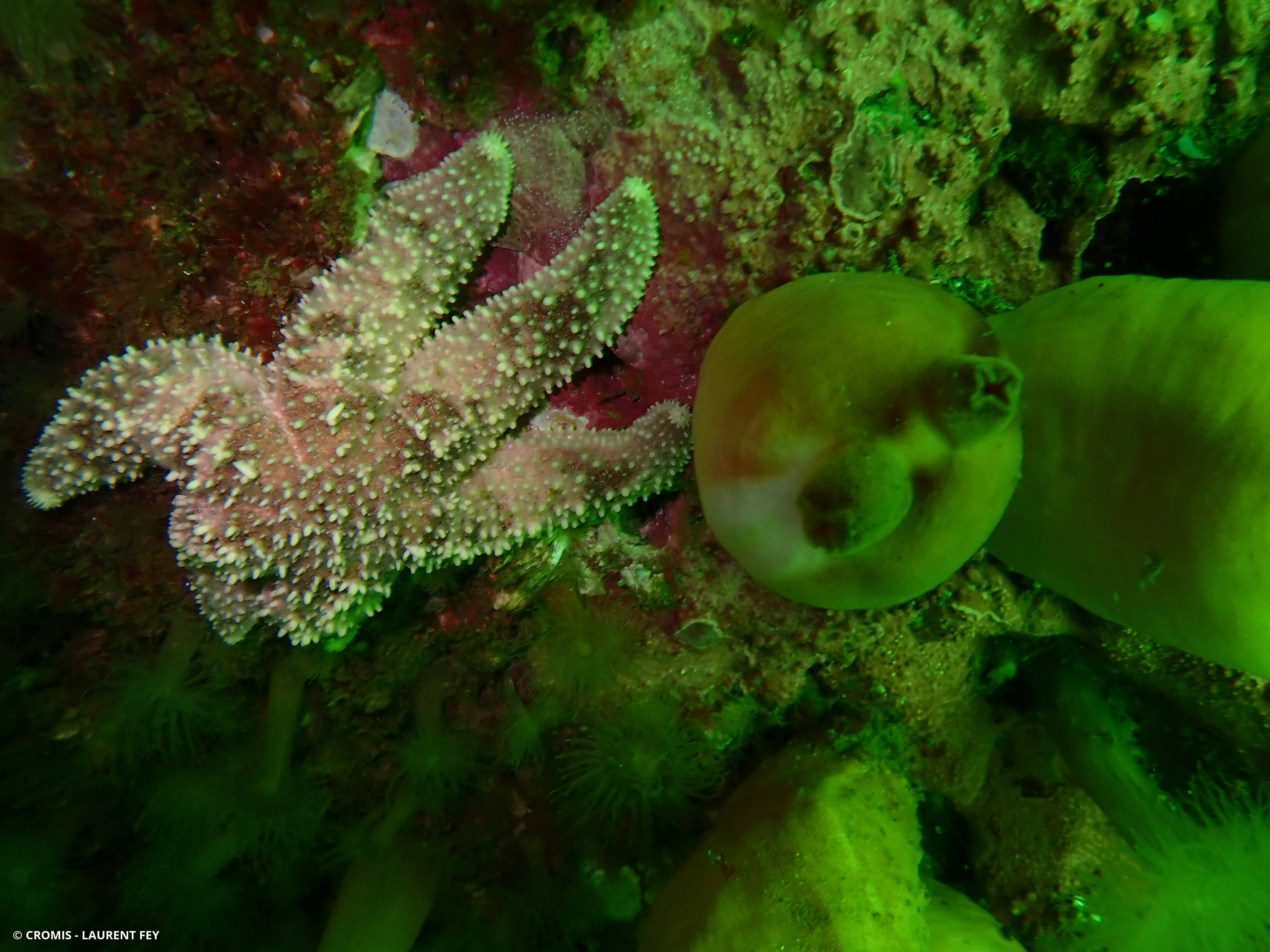Étoile de mer polaire