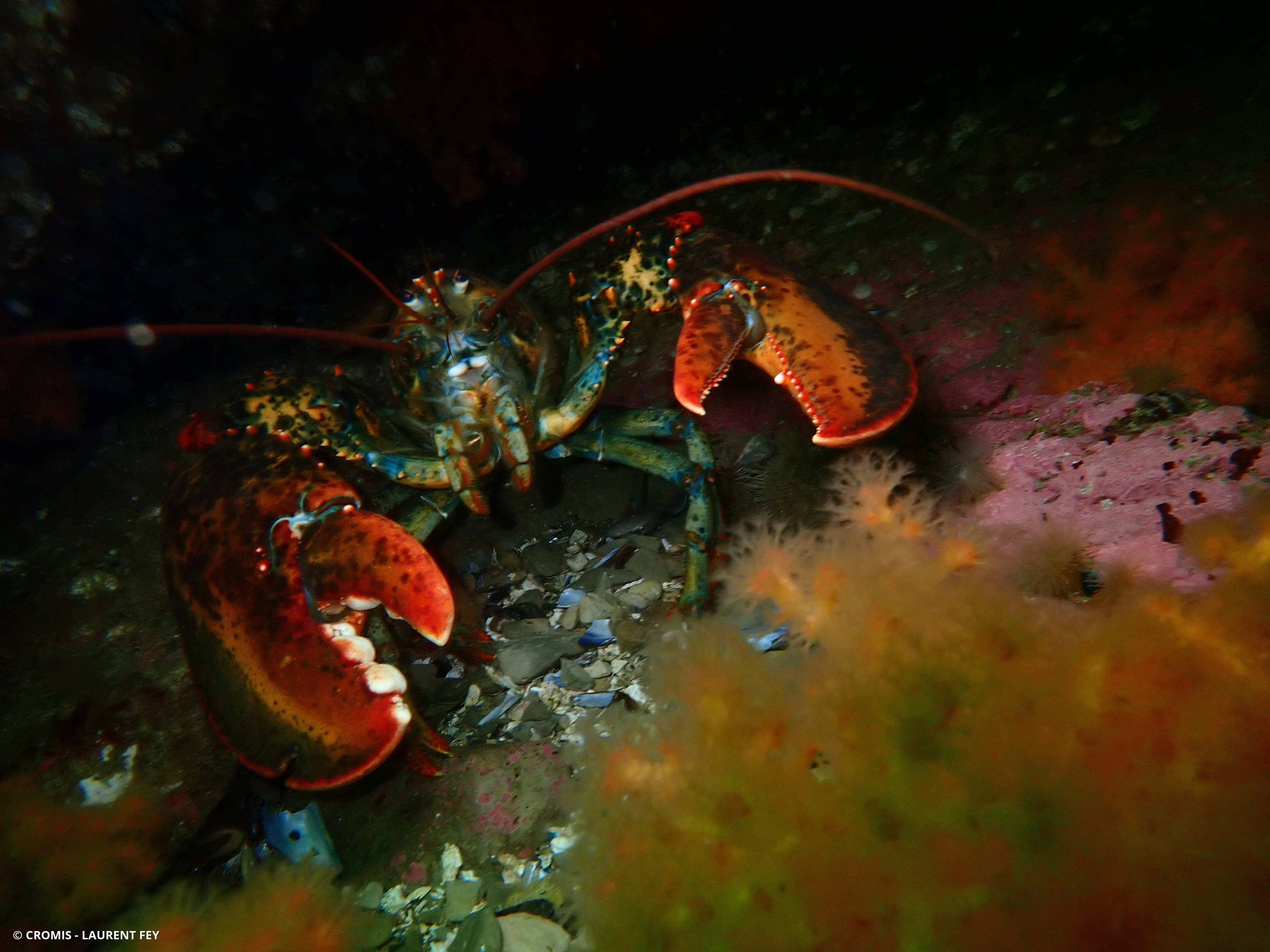 Homard américain