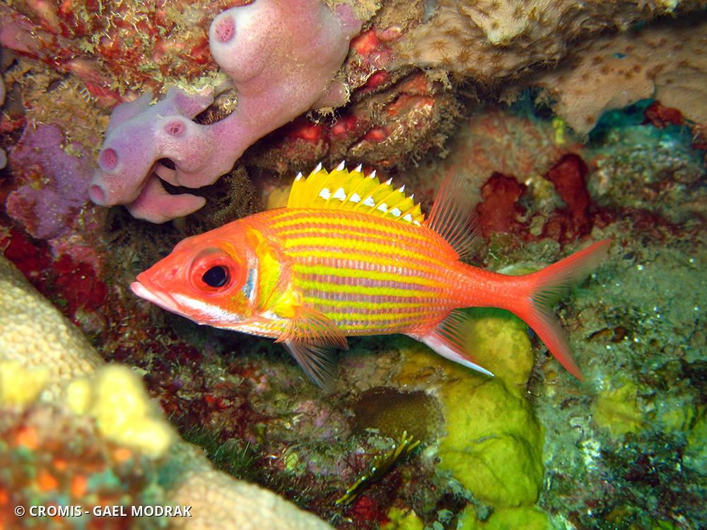 Poisson-écureuil longue épine