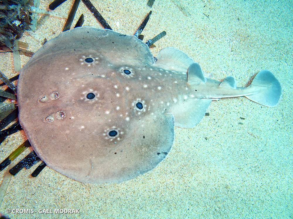 Torpille ocellée