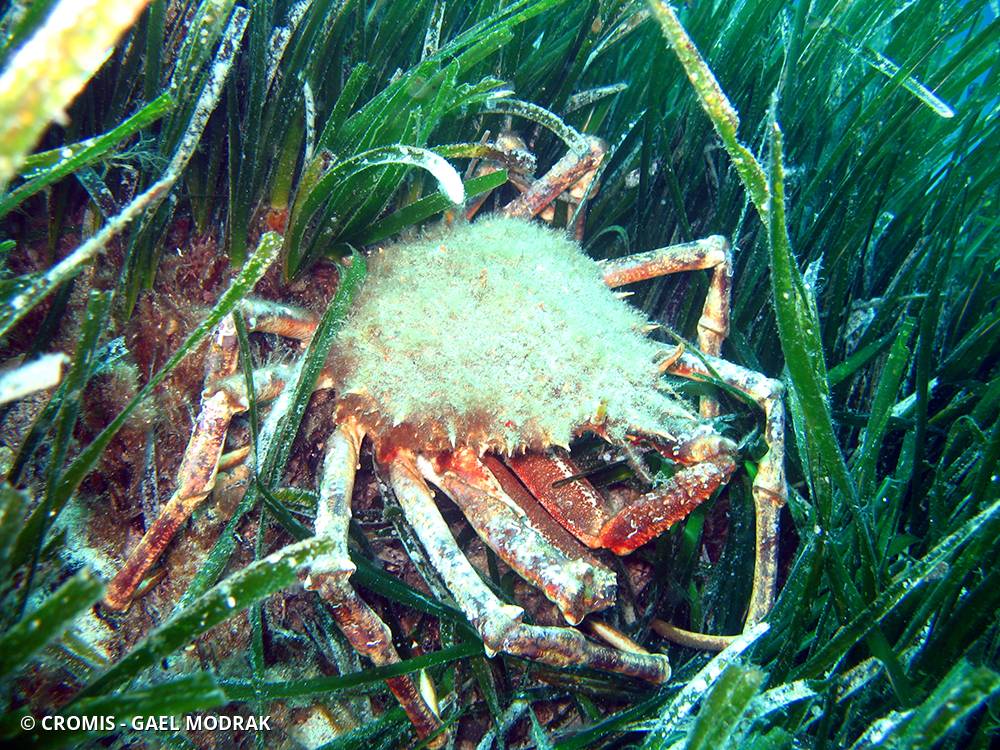 Grande araignée de Méditerranée