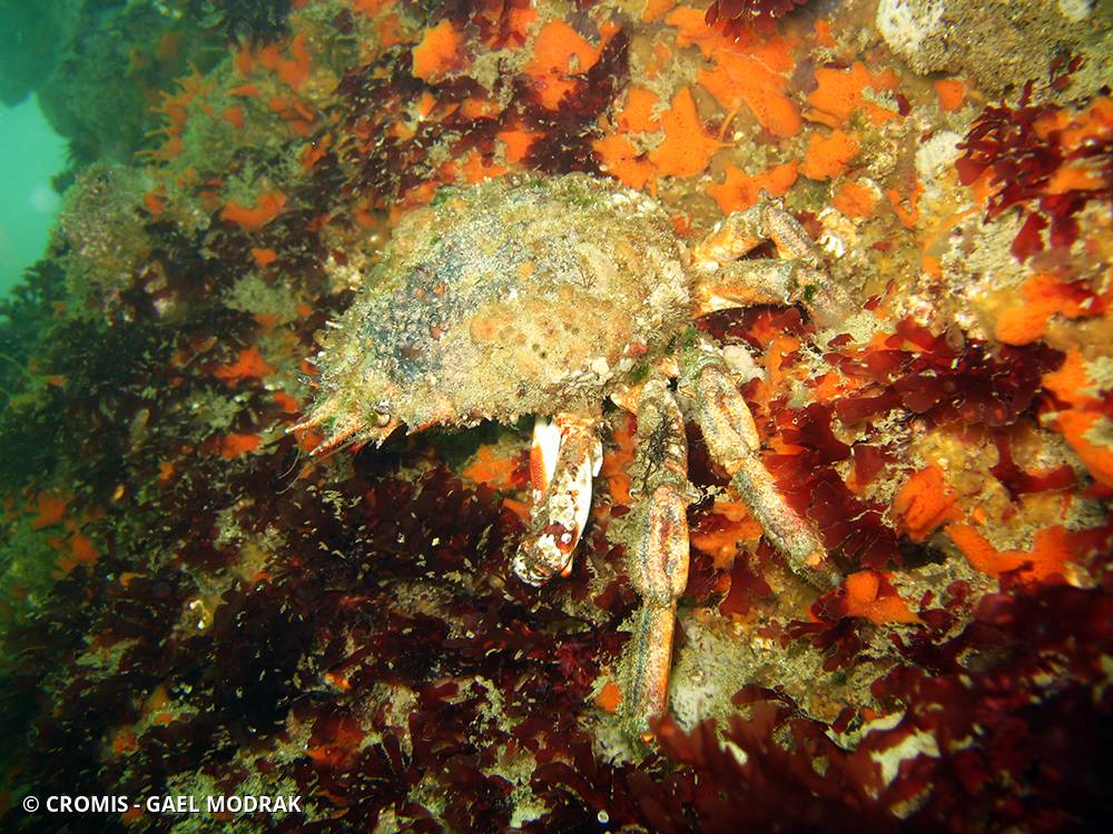 Araignée de mer Atlantique