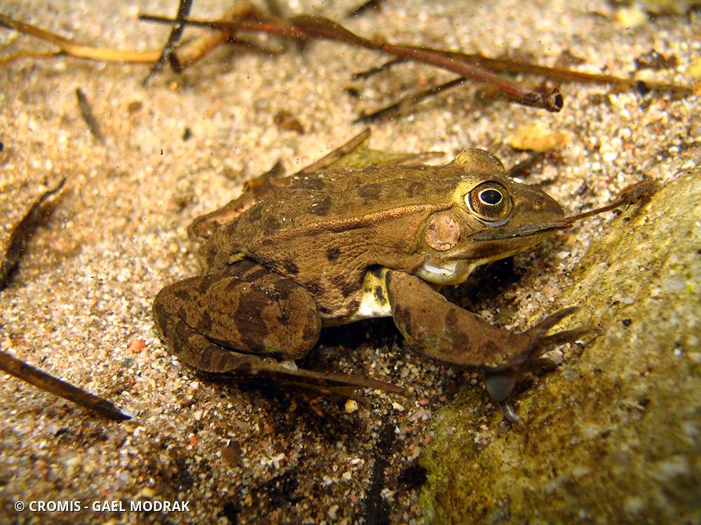 Grenouille commune