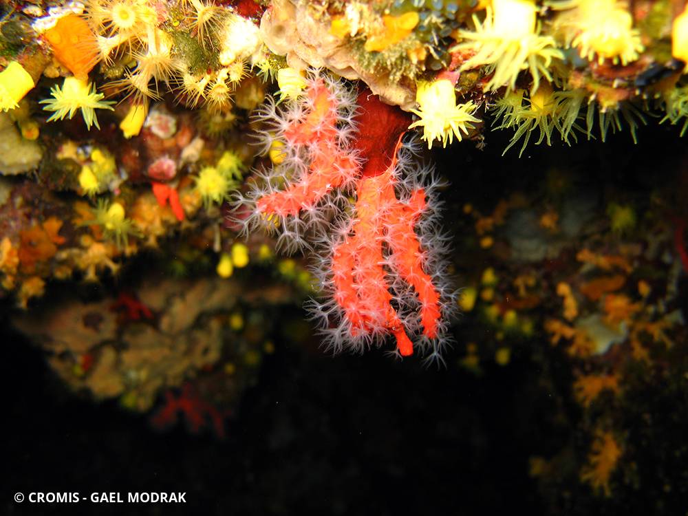 Corail rouge de Méditerranée