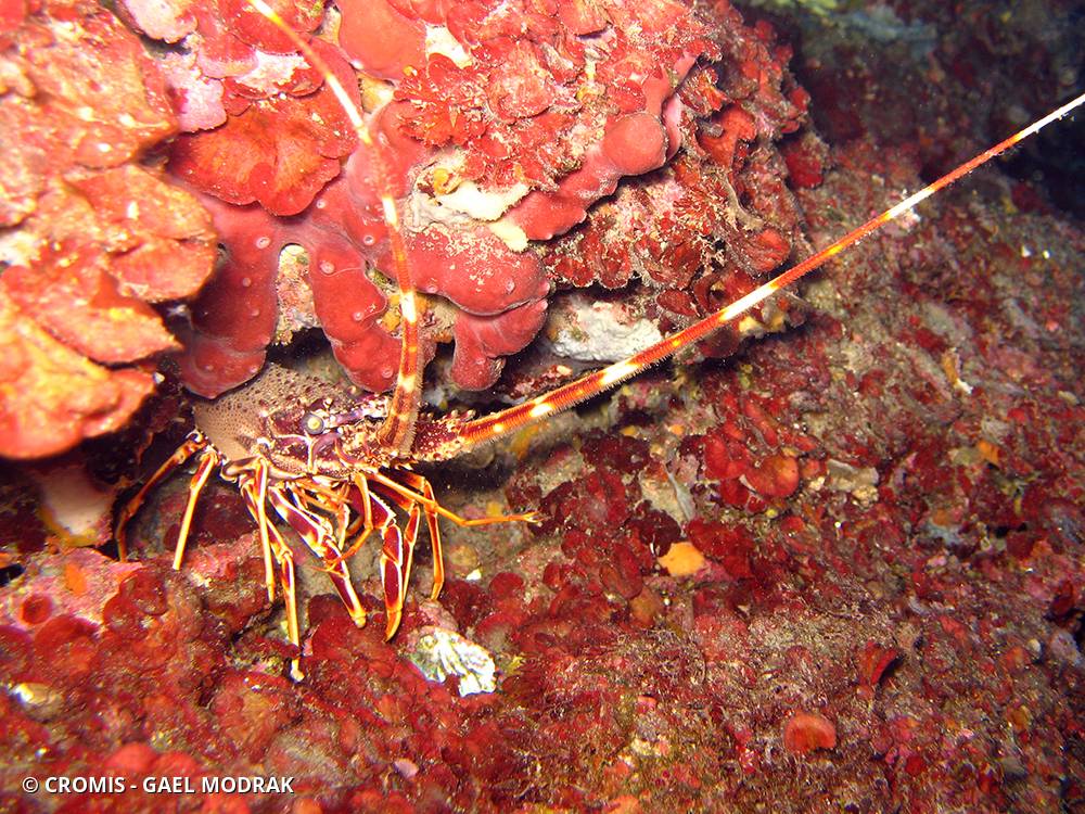 Langouste rouge