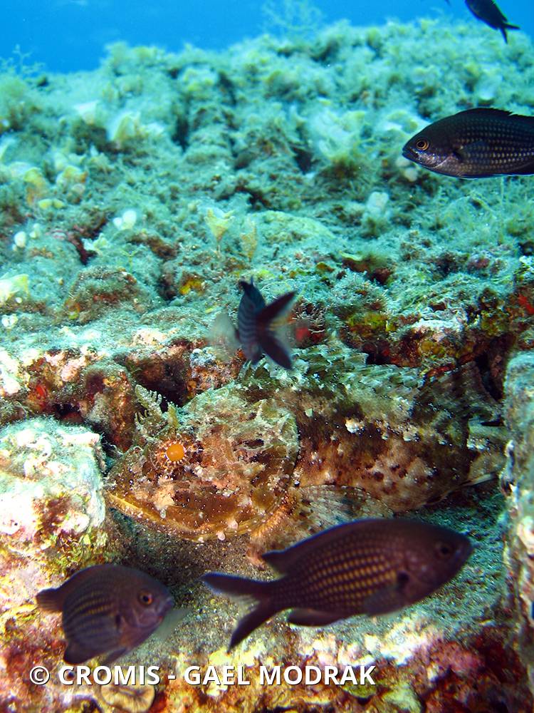 Rascasse brune