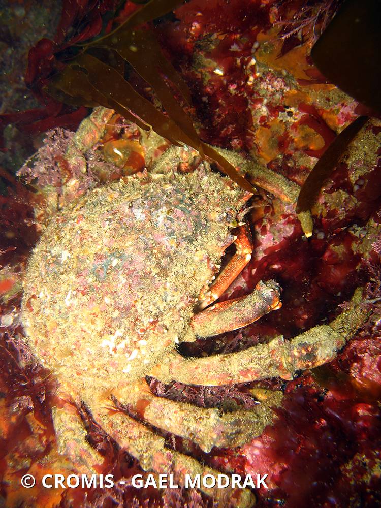 Araignée de mer Atlantique