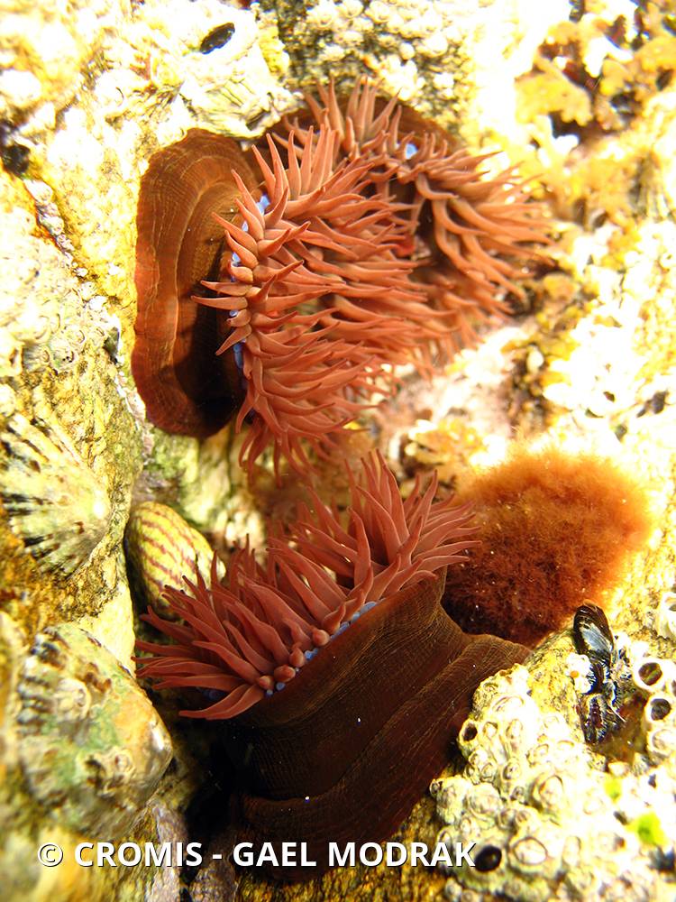 Tomate de mer de l'Atlantique