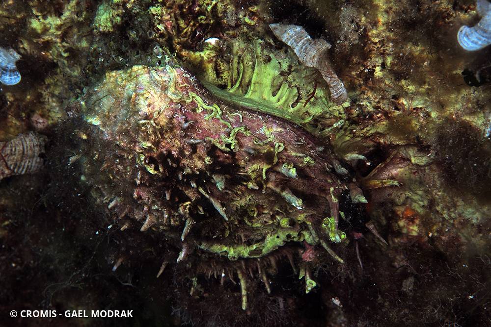 Spondyle pied-d'âne