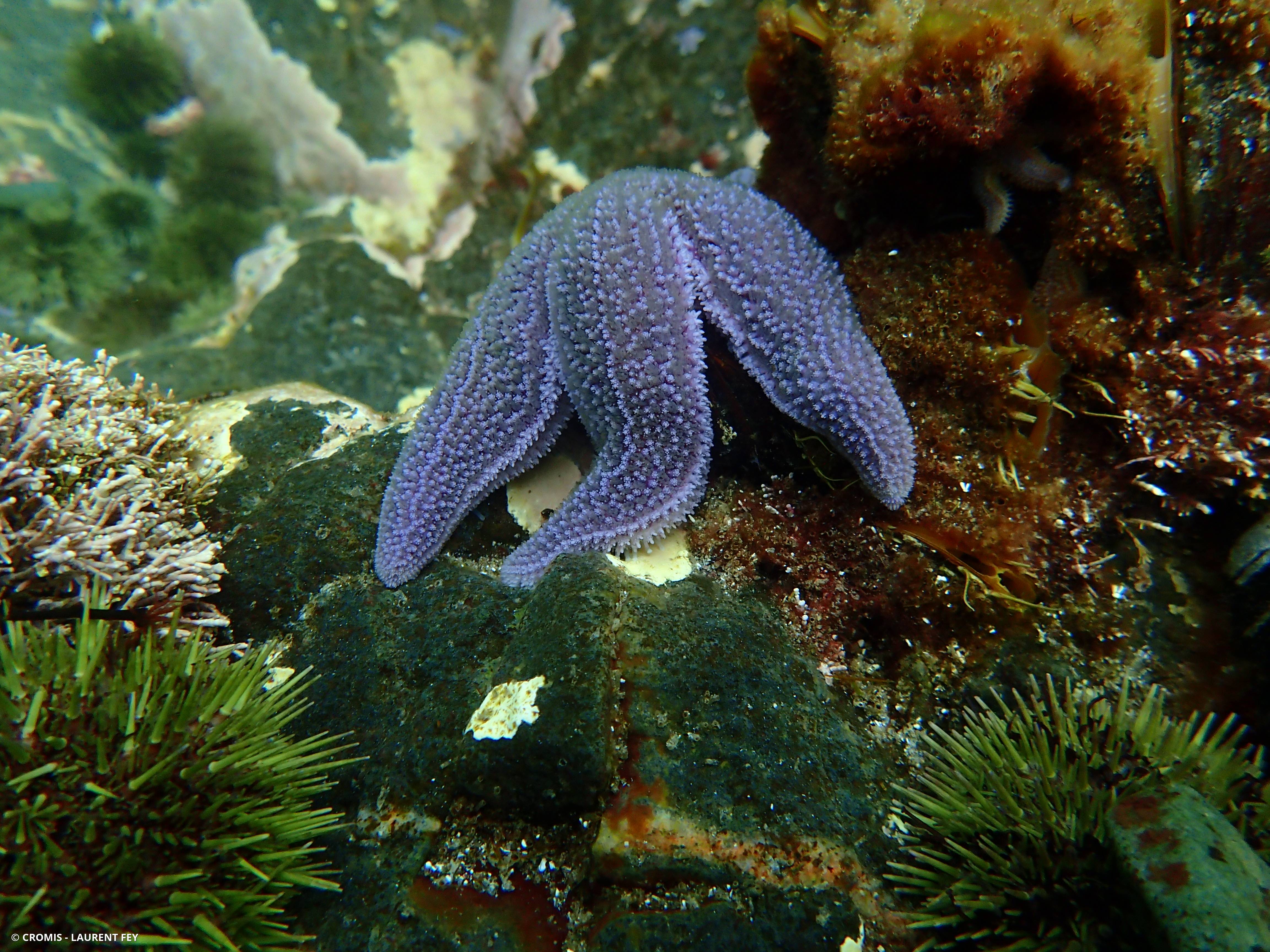Étoile de mer commune