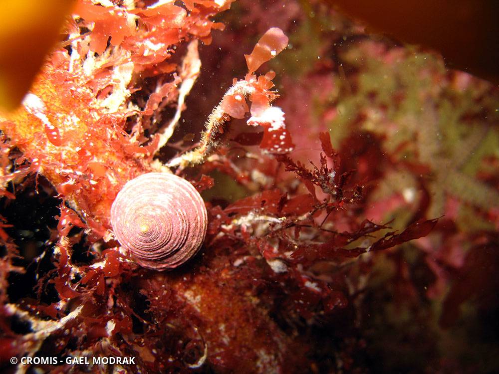 Calliostome jujube