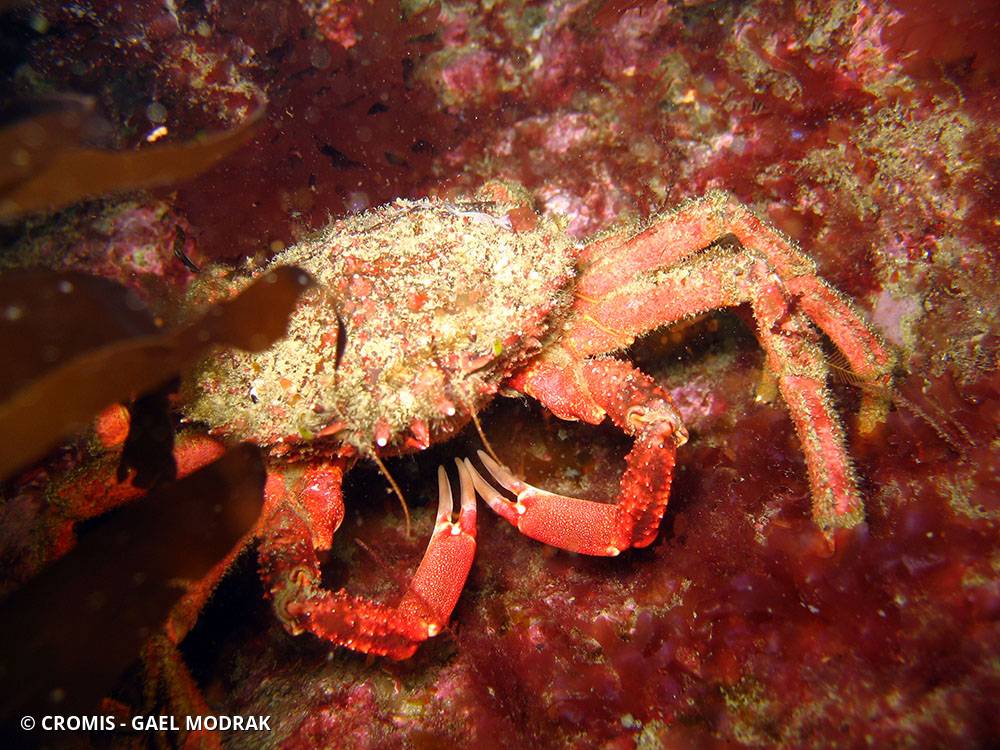 Araignée de mer Atlantique