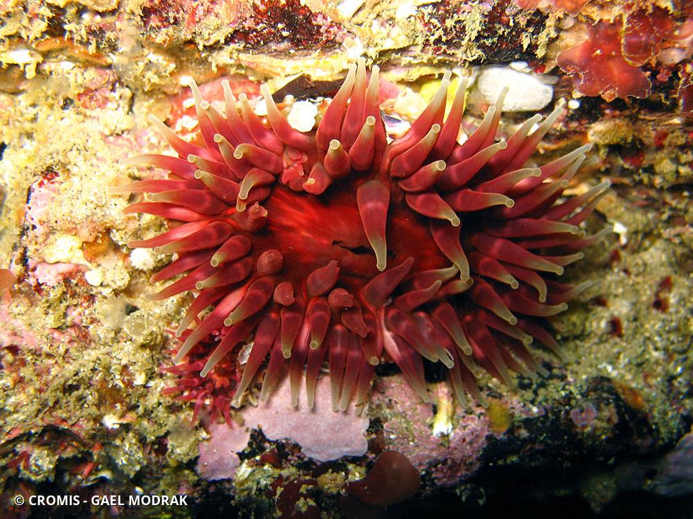 Dahlia de mer