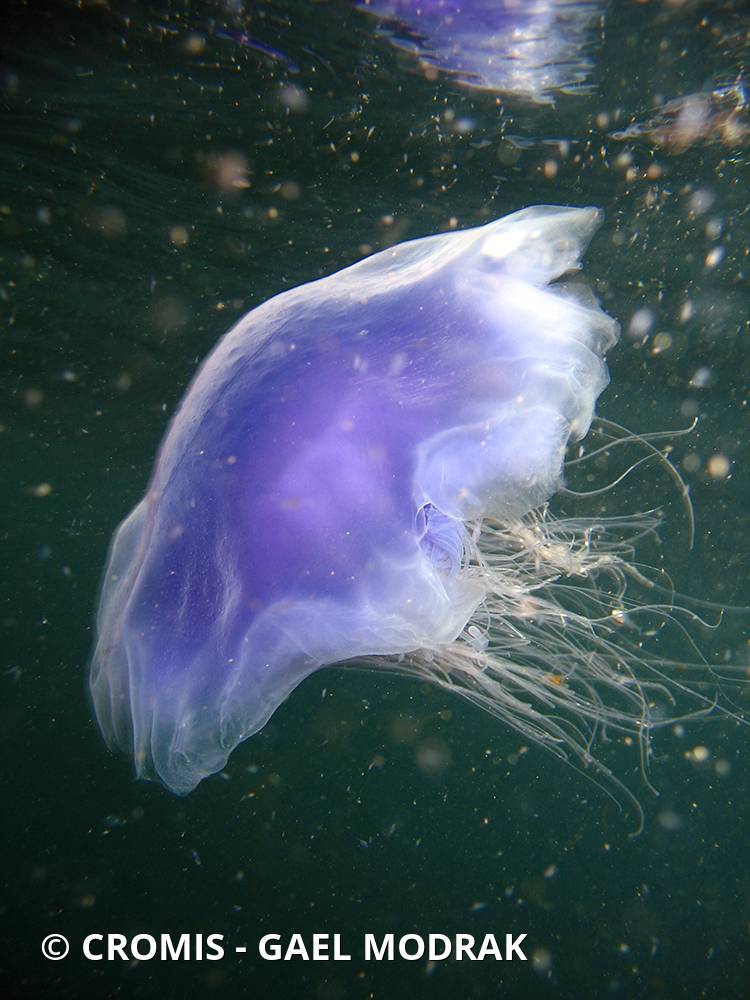 Cyanée de Lamarck