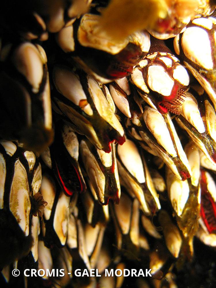 Pouce-pied (ou pousse-pied)