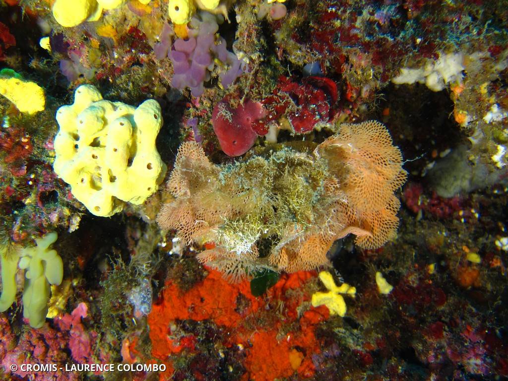 Dentelle de Neptune