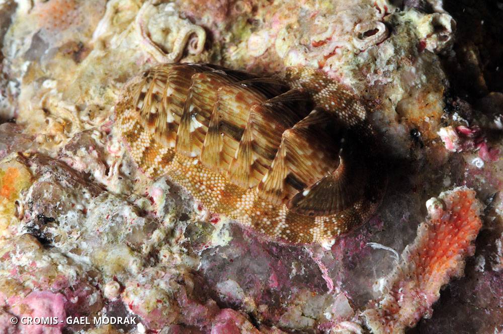 Chiton vert