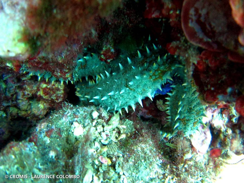 Etoile de mer glaciaire