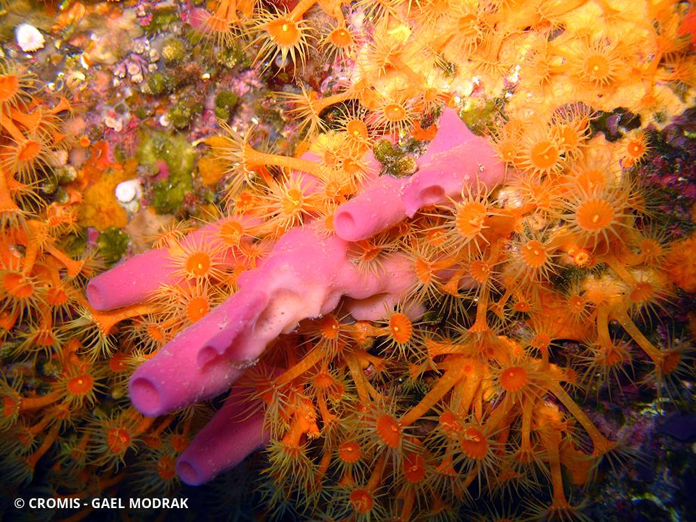Eponge tubulaire rose
