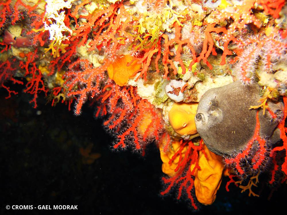 Corail rouge de Méditerranée