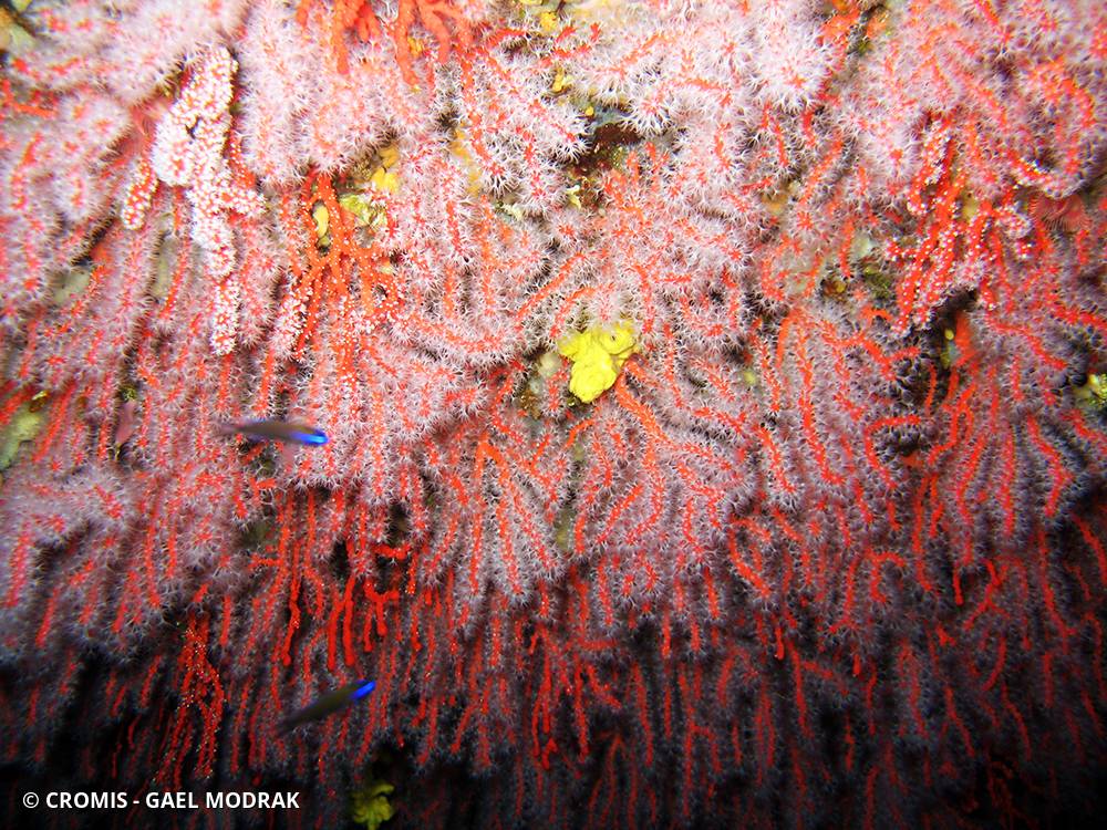 Corail rouge de Méditerranée