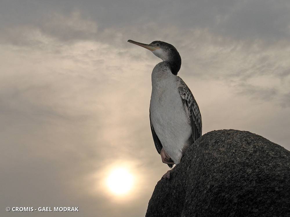Grand cormoran