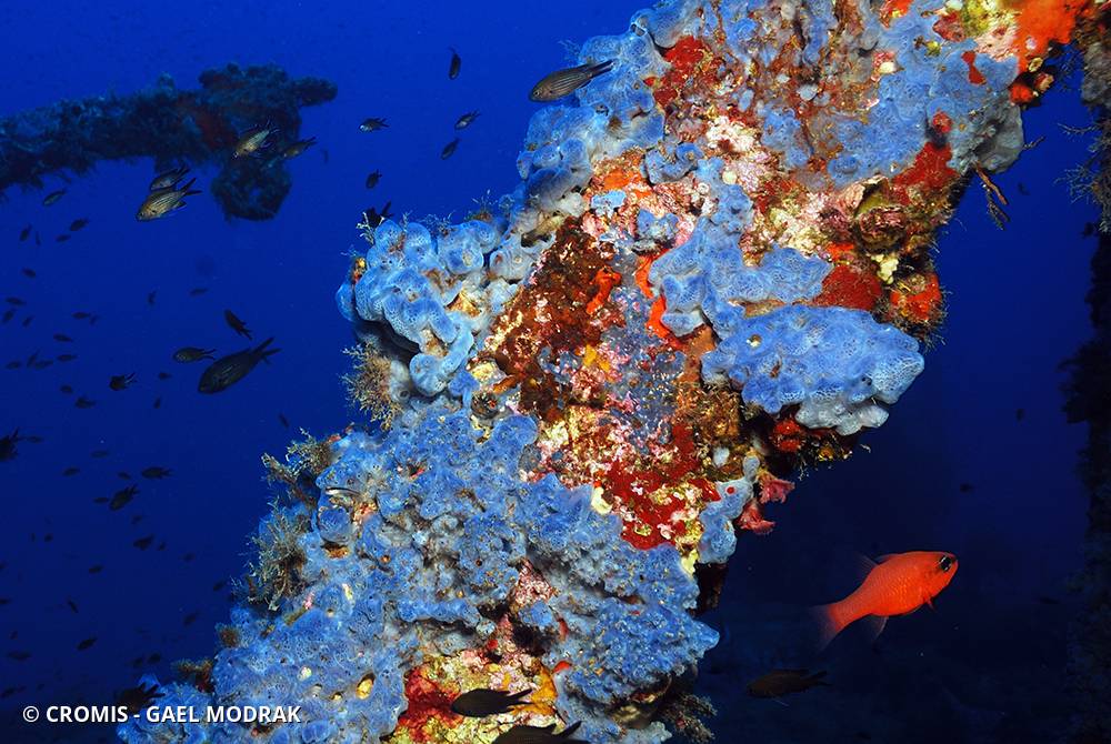 Eponge encroûtante bleuâtre