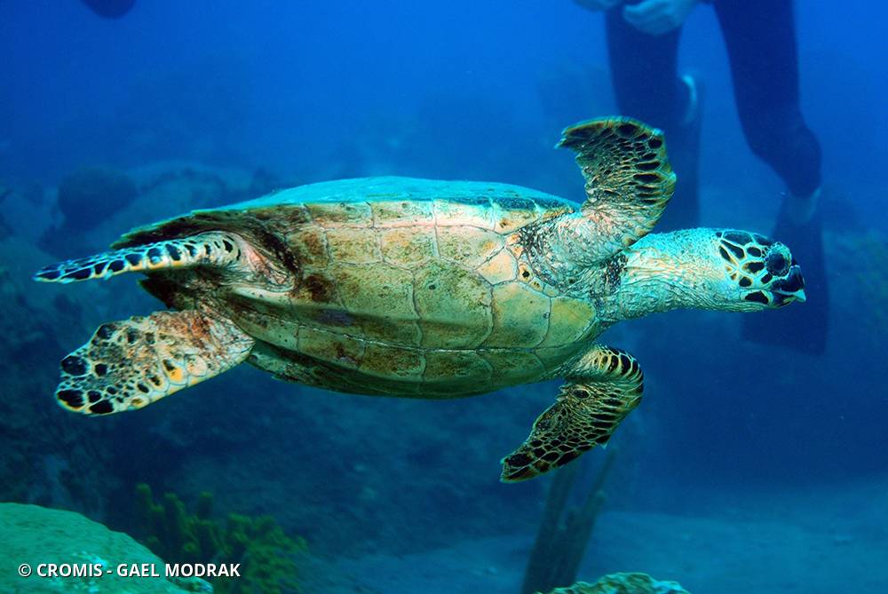 Tortue imbriquée