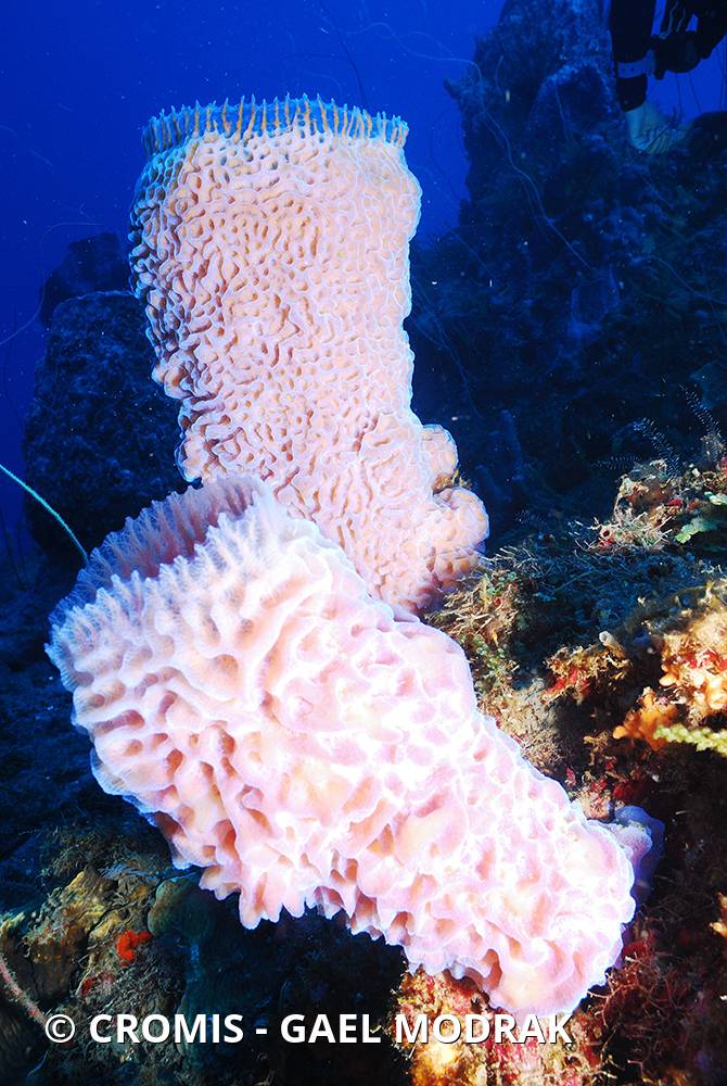 Eponge vase fluo