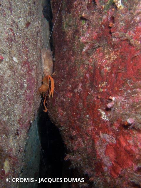 Crevette cavernicole jaune