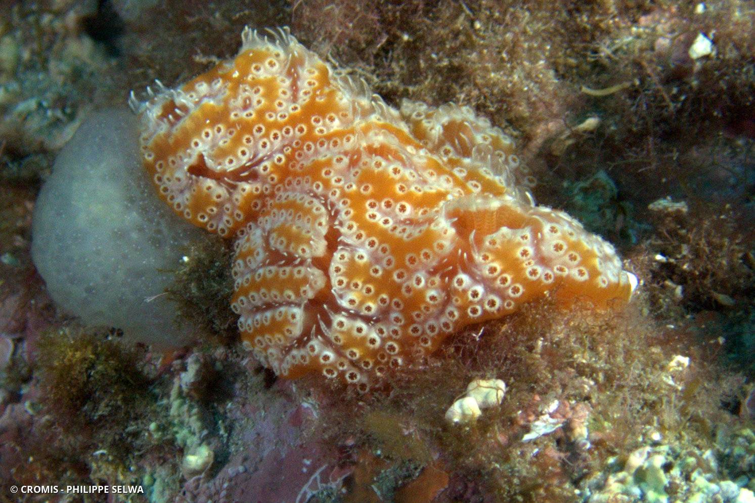 Aplidium de Nordmann (forme méditerranéenne)