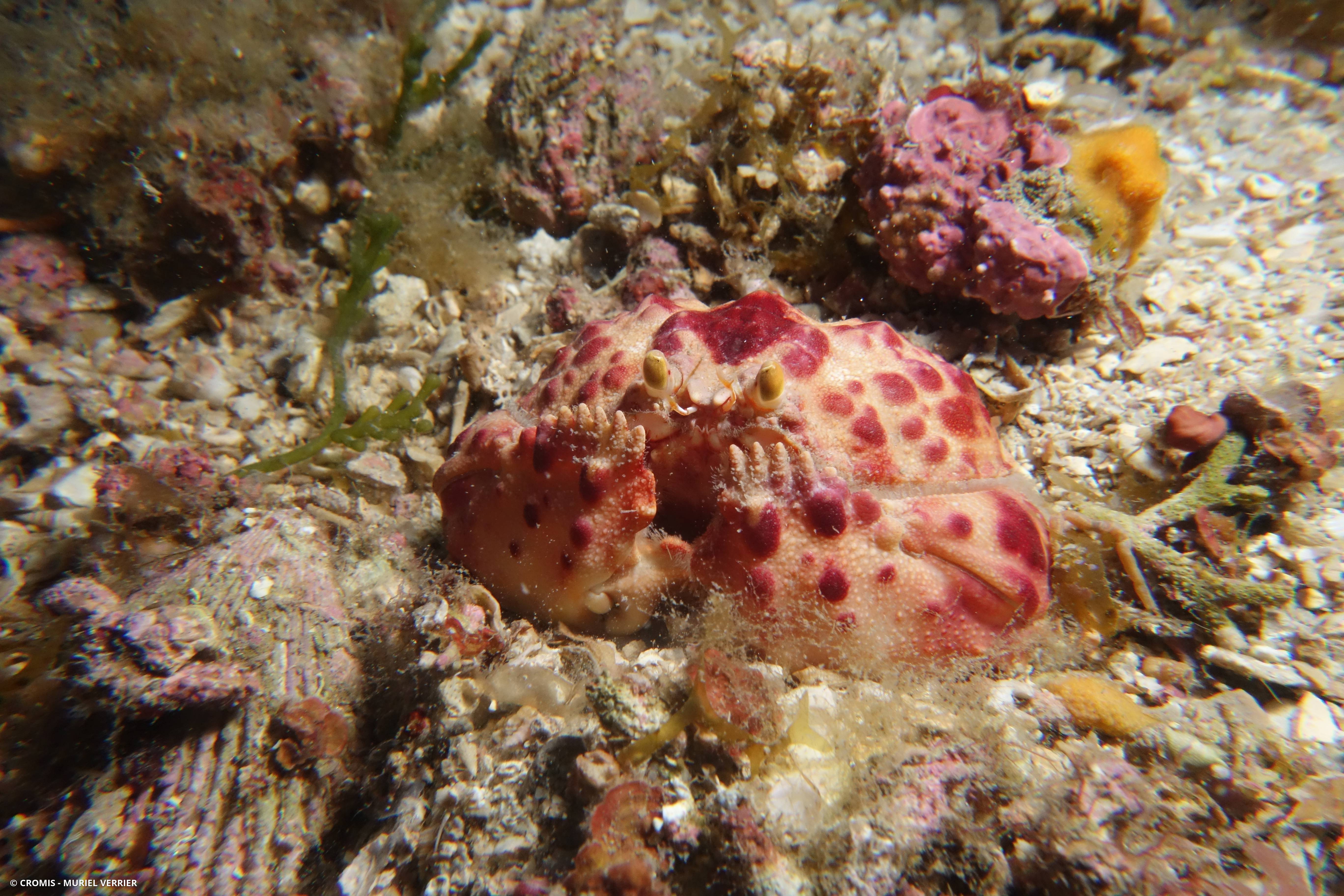 Crabe honteux