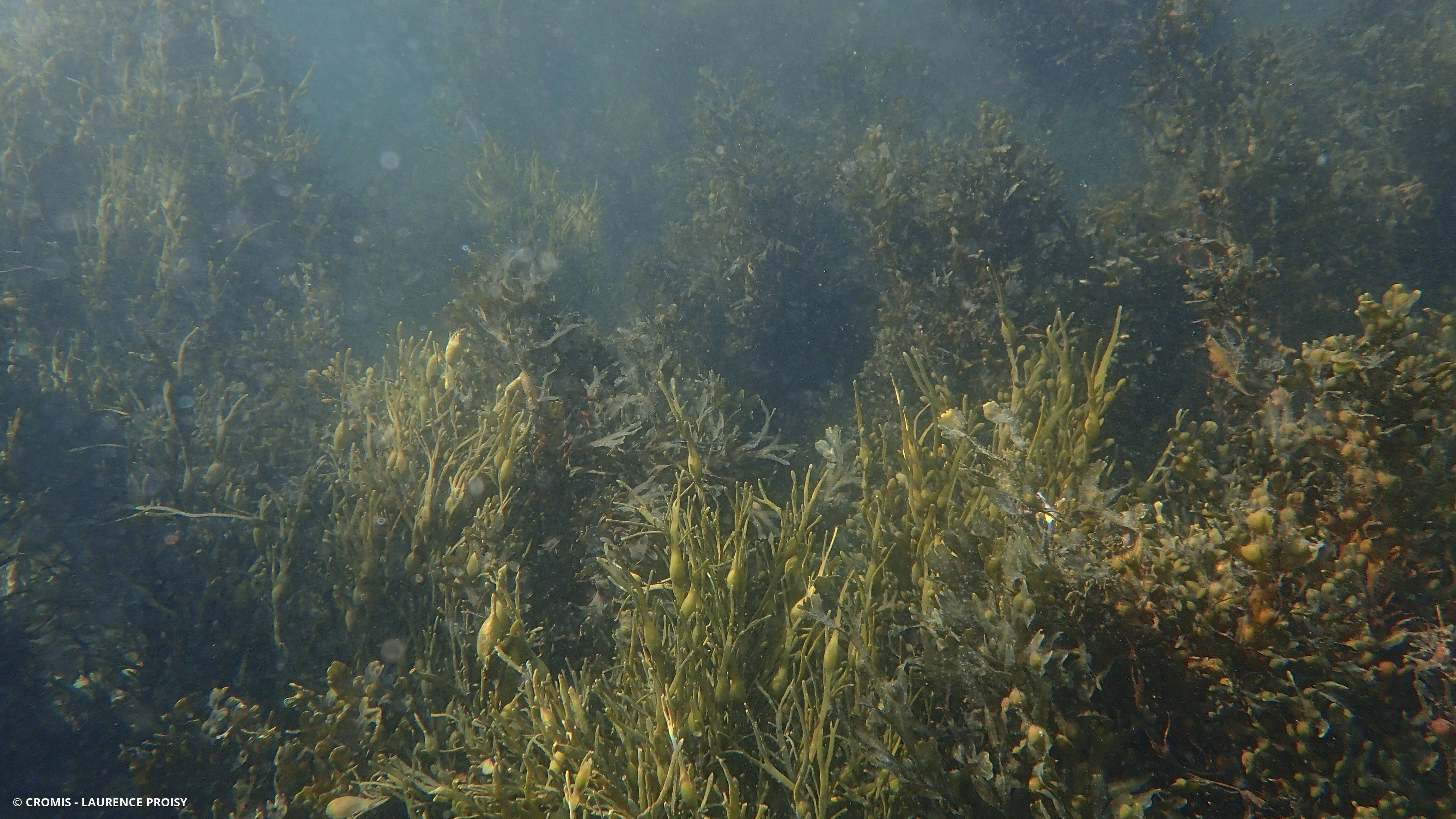 Ascophylle