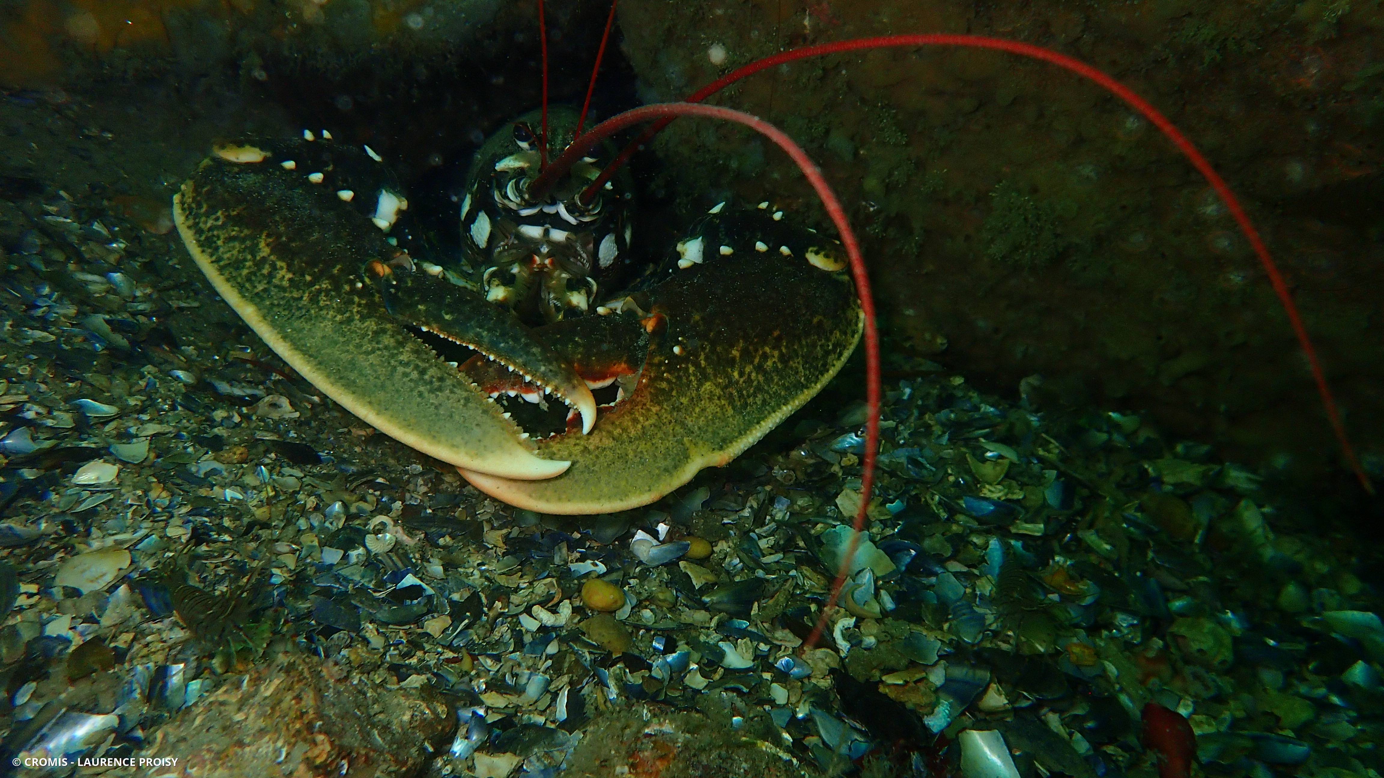 Homard européen