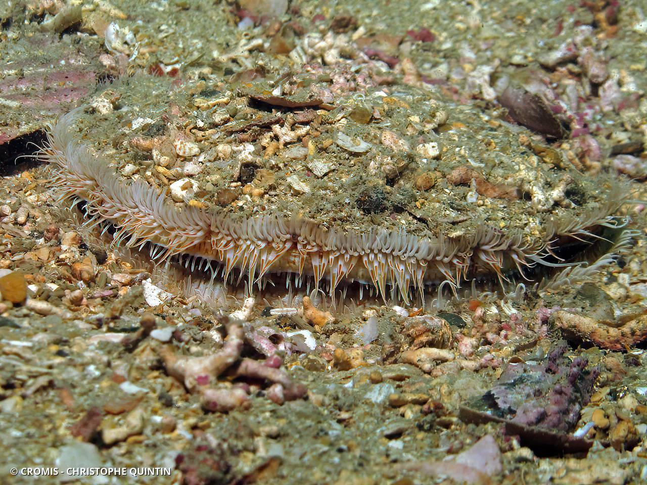 Coquille Saint-Jacques de l'Atlantique