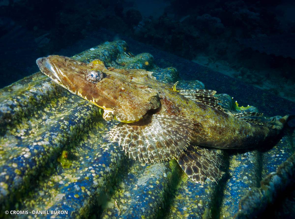Poisson-crocodile tapis