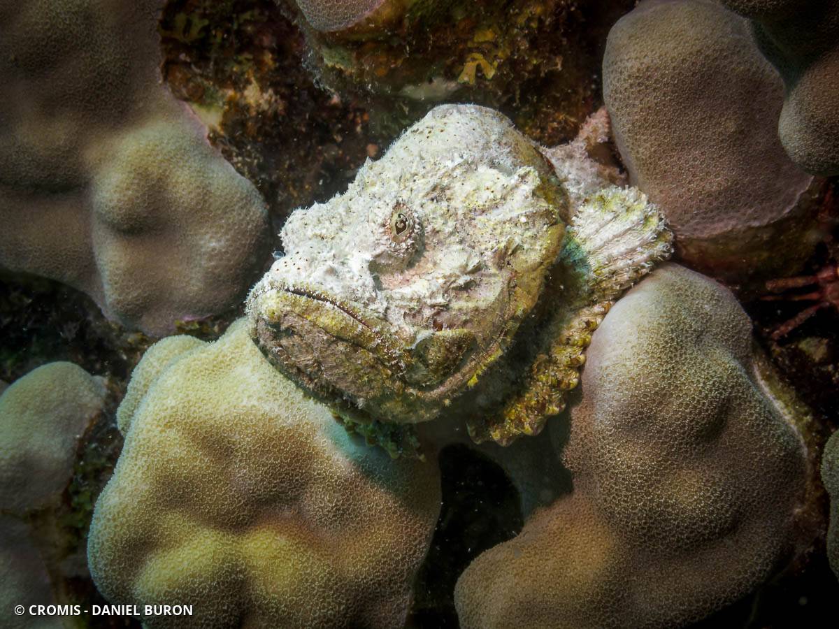 Poisson-scorpion diable