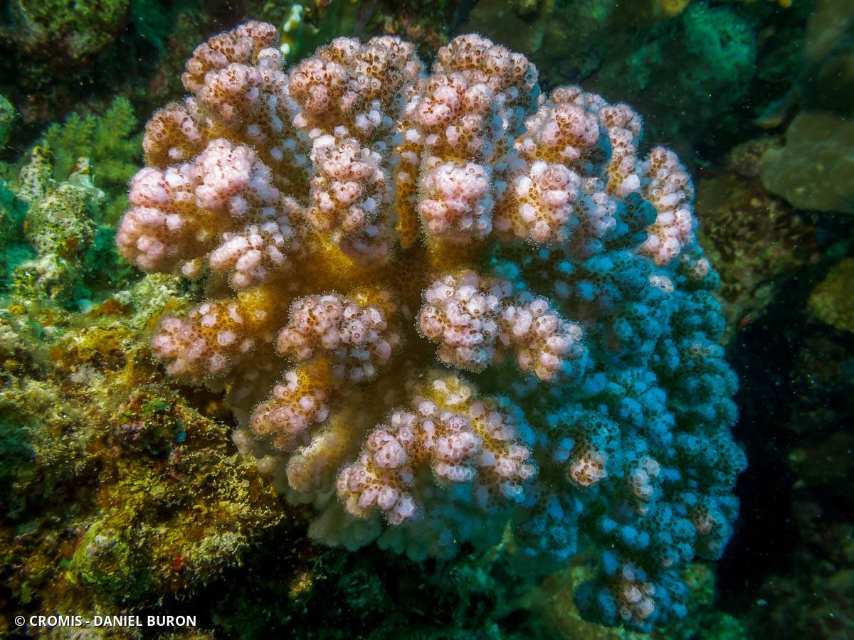 Corail chou-fleur