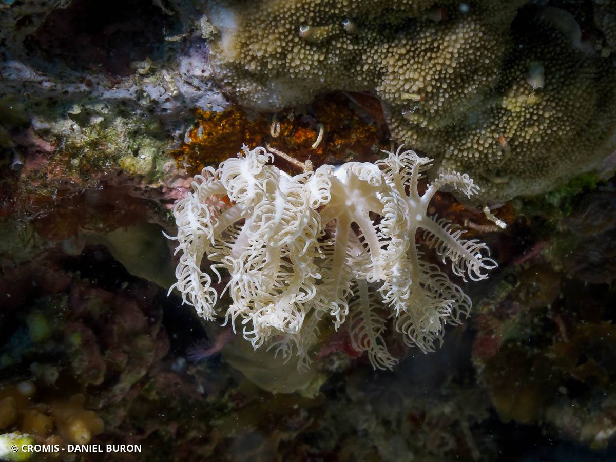 Corail plume d'autruche