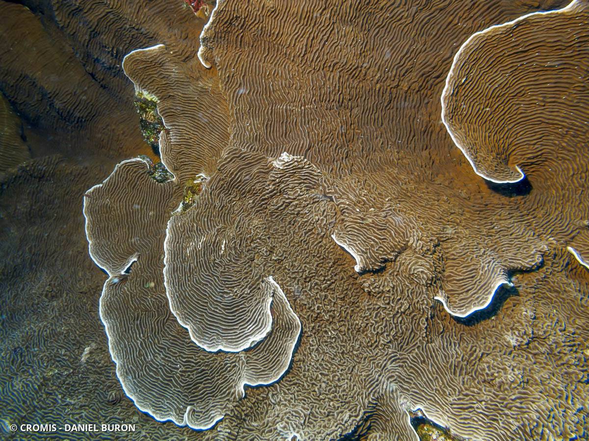Pachyséris lamellaire
