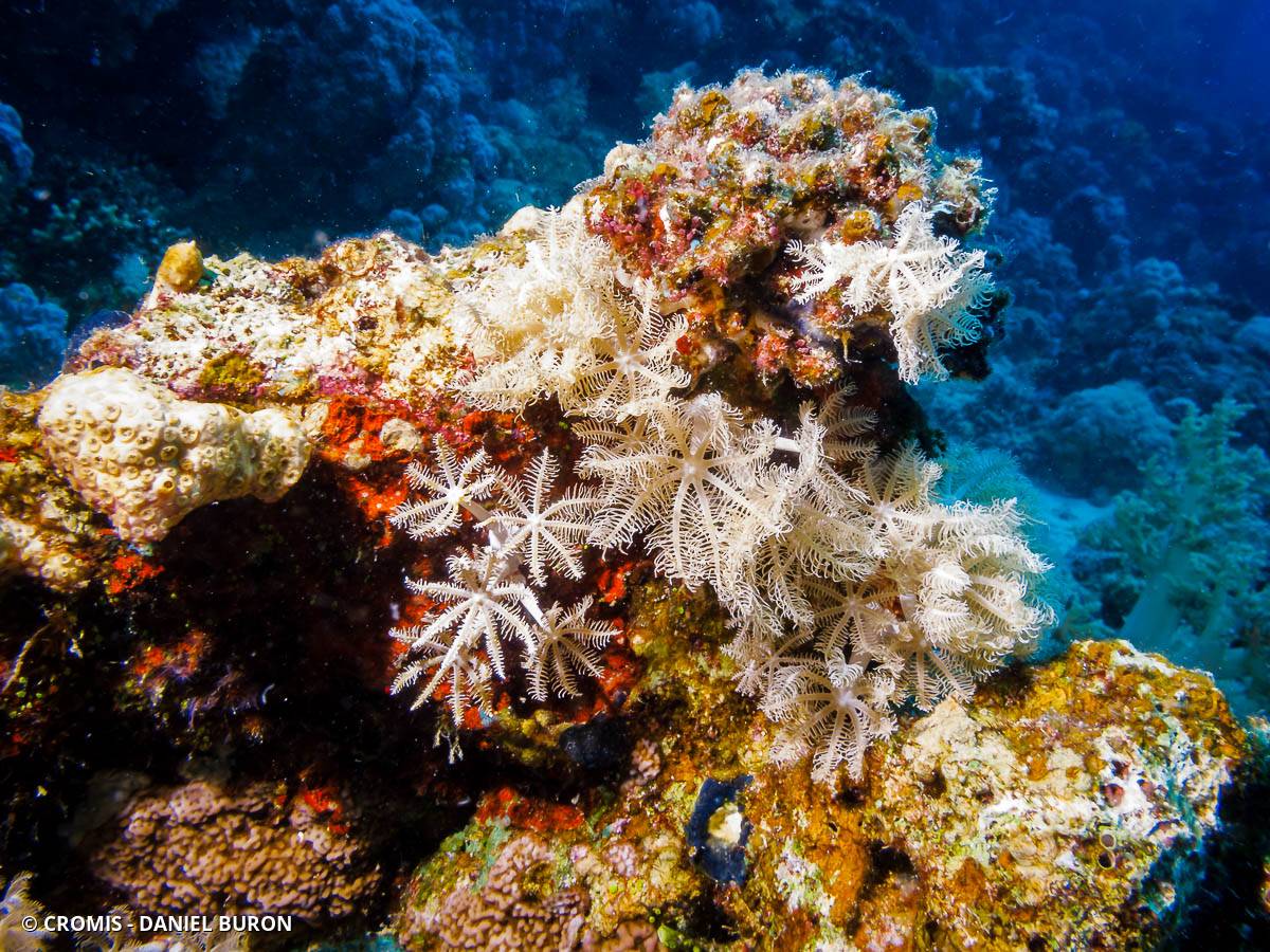 Corail plume d'autruche