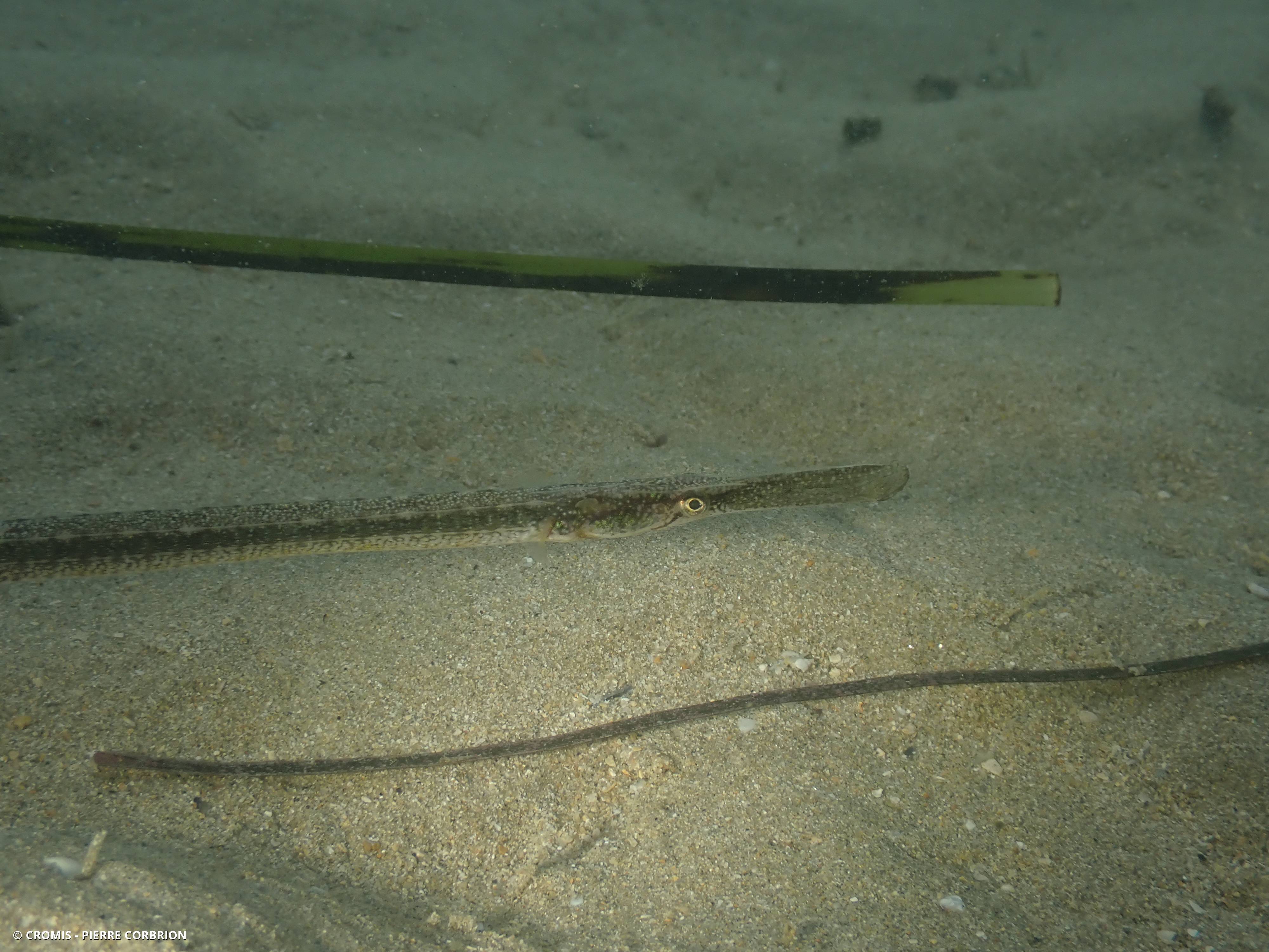 Siphonostome