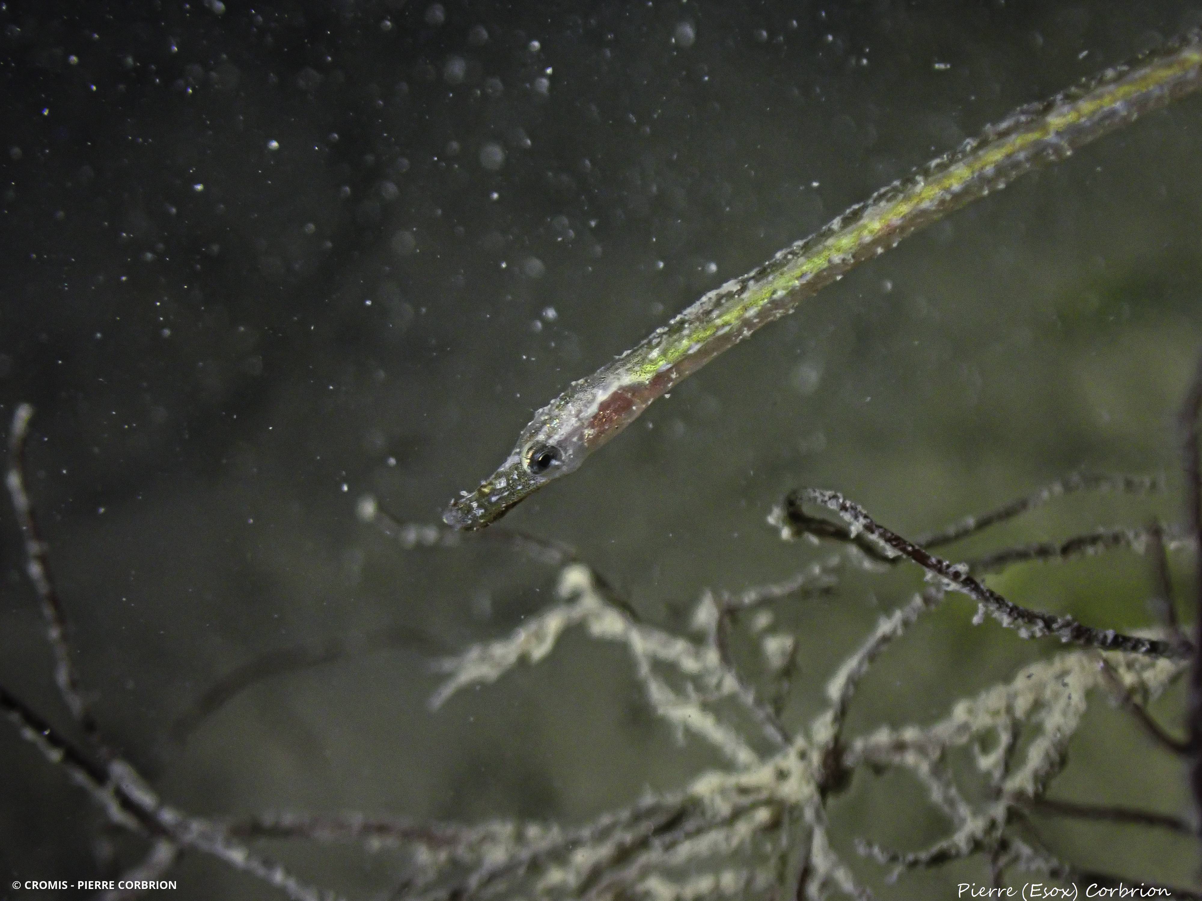 Nérophis ophidion