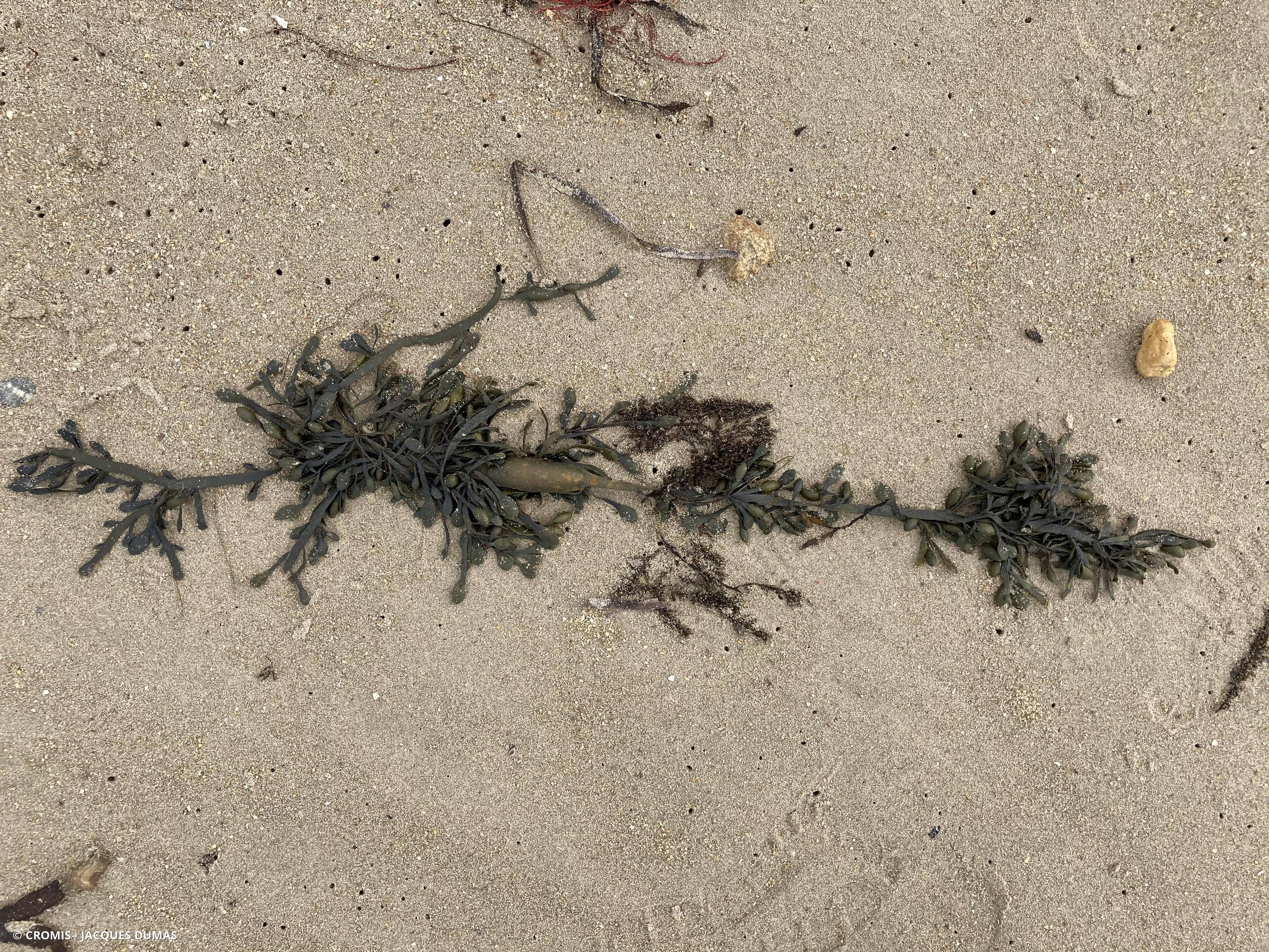 Ascophylle